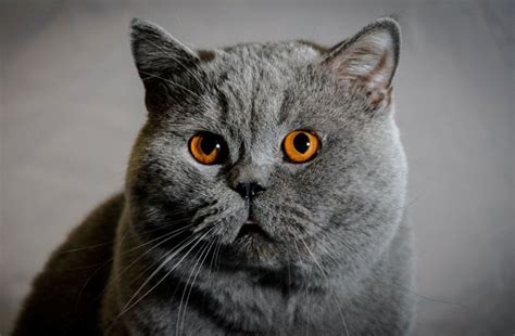 KEDİ TÜRLERİ, Özellikleri ve Örnekleri FOTOĞRAFLI. 