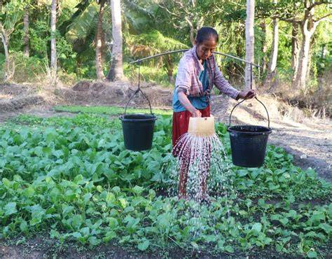 Keeping Small Island Forests Sustainable (bahasa … - raincitystudios.com
