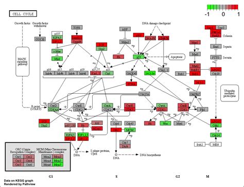 KEGG COMPOUND: C07964 - Genome