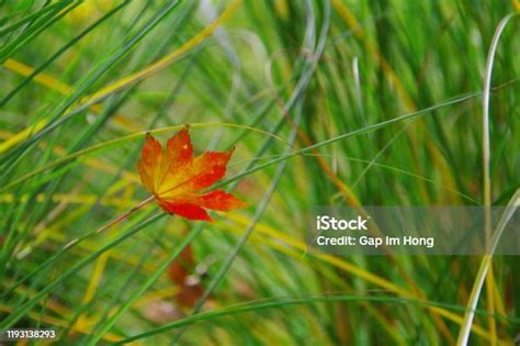 Keharmonisan Daun - vietnam.vn - wintechmobiles.com