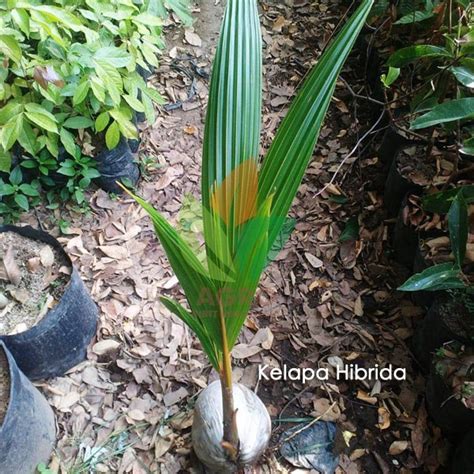 Kelapa Hibrida Unggul - Agro Bibit ID - raincitystudios.com