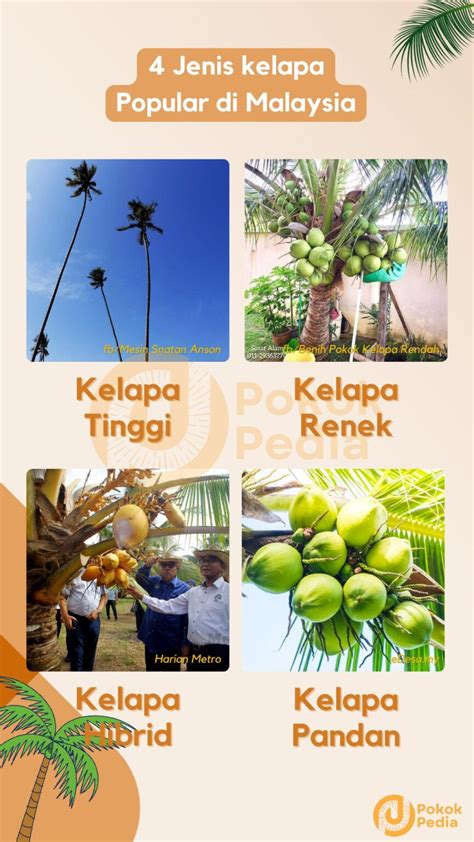 Kelapa - Wikipedia bahasa Indonesia, ensiklopedia bebas - muktibox.com