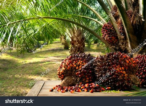 KELAPA SAWIT Palm Oil - Pertanian - wintechmobiles.com