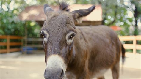 Keledai - Wikipedia bahasa Indonesia, ensiklopedia bebas - muktibox.com