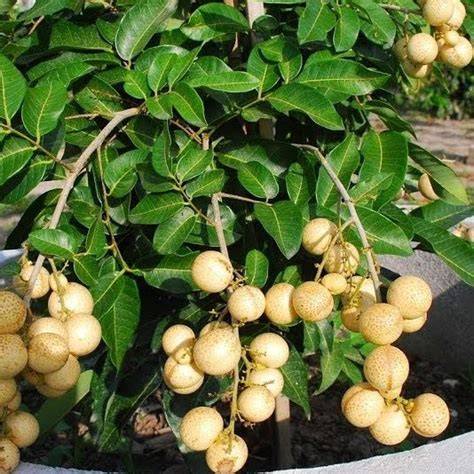 Kelengkeng Aroma Durian - Agro Bibit ID - raincitystudios.com