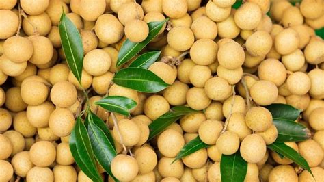 Kelengkeng Mengandung Vitamin Apa - wintechmobiles.com