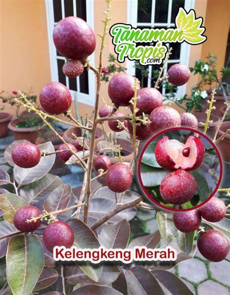 Kelengkeng merah adalah varietas unik dari tanaman ... - raincitystudios.com
