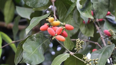 Kelompok tumbuhan berbiji terbuka adalah... a. ka... - Roboguru - muktibox.com