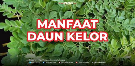 Kelor - Wikipedia bahasa Indonesia, ensiklopedia bebas - raincitystudios.com