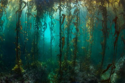 Kelp and Kelp Forests - Smithsonian Ocean - muktibox.com