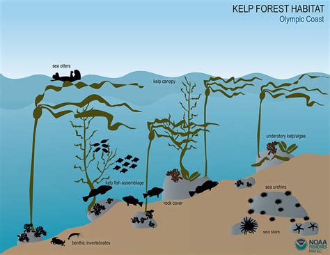 Kelp Forest Ecosystem 101 - PADI Blog - muktibox.com