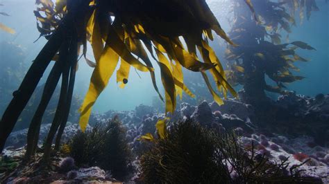 Kelp Forest Ecosystems Background | Office of … - muktibox.com