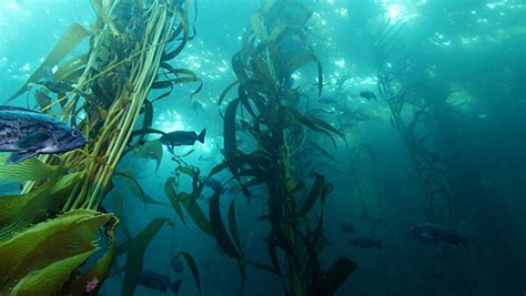 Kelp Forest Ecosystems Resource Collection | Office National Marine ... - muktibox.com
