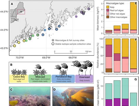 Kelp forest loss and emergence of turf algae reshapes energy flow to ... - muktibox.com