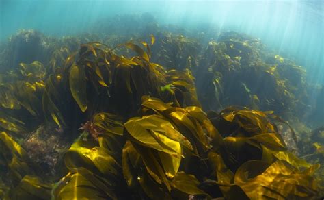 Kelp Forest - WorldAtlas - muktibox.com