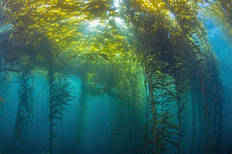 Kelp forests Definition - Marine Biology Key Term | Fiveable - muktibox.com