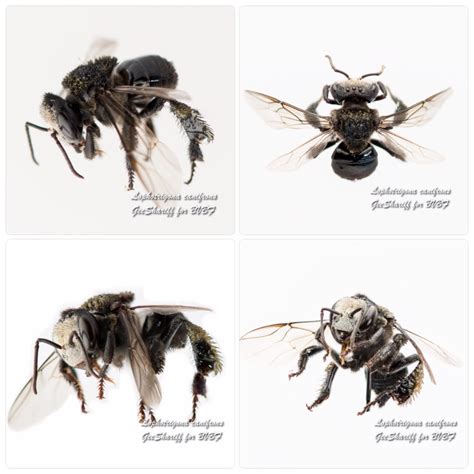Kelulut (Hymenoptera; Apidae; Meliponini; Tetragonula, Lepidotrigona - muktibox.com