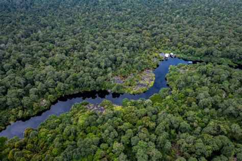 Kemajuan Signifikan Restorasi Ekosistem Riau - raincitystudios.com