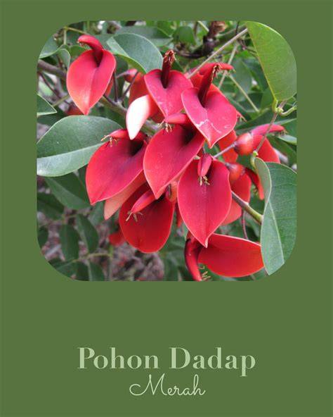 Kenali Pohon Dadap Merah - raincitystudios.com