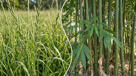 Kenapa Bambu Disebut Tanaman dengan … - raincitystudios.com