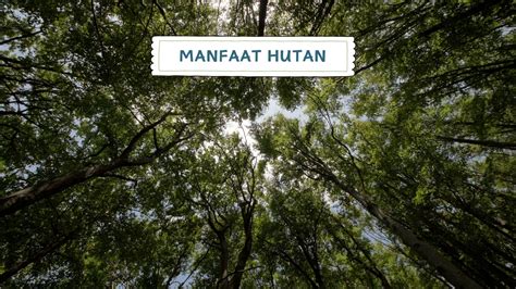 Kenapa Hutan Berperan Penting Dalam Mitigasi … - raincitystudios.com