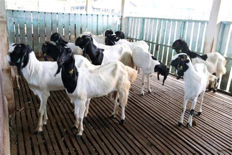 Kenapa Memilih Beternak ||Ternak Kambing dan Sapi - raincitystudios.com