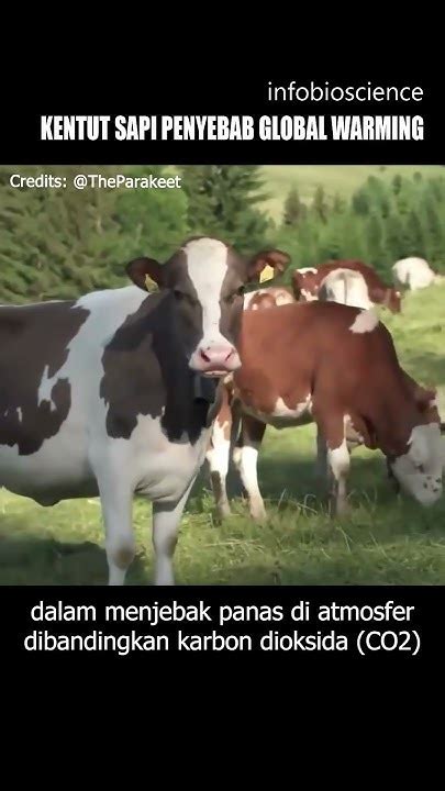 Kentut Sapi dan Pemanasan Global - Satuplatform - wintechmobiles.com