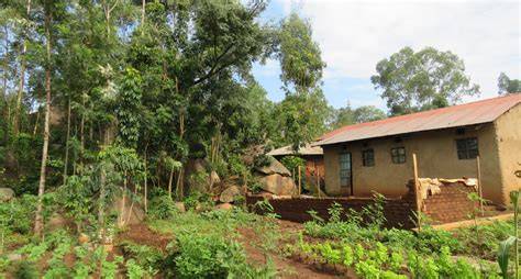 Kenya study highlights complexity of tree-planting schemes - raincitystudios.com