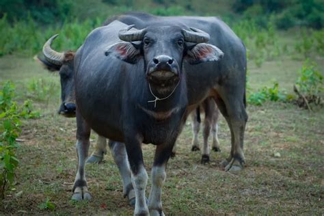 Kerbau Tts - muktibox.com