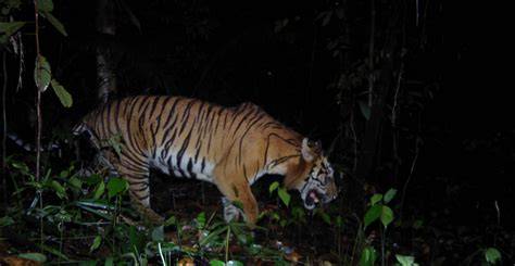 Kerinci Seblat Sumatran Tiger Project - WildCats … - raincitystudios.com