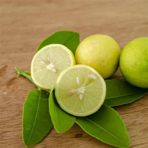 Key Lime - Citrus aurantifolia - Trade Winds Fruit - raincitystudios.com