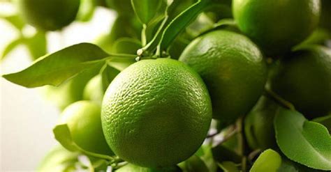 Key Lime Trees: Cultivation, Care, and Harvesting - Plantology USA - raincitystudios.com