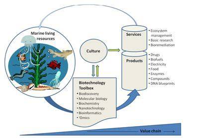 Key Marine Biotechnology application areas - Coastal Wiki - raincitystudios.com