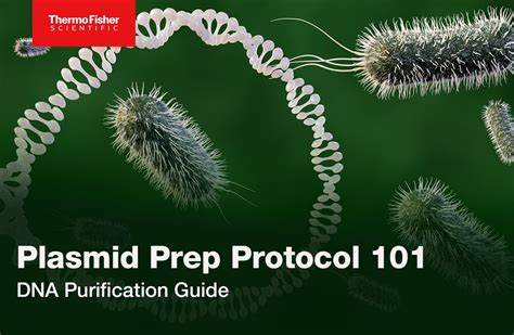 Key Steps In Plasmid Purification Protocols - QIAGEN - muktibox.com