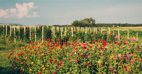 Keys to starting a cut-flower farm - raincitystudios.com
