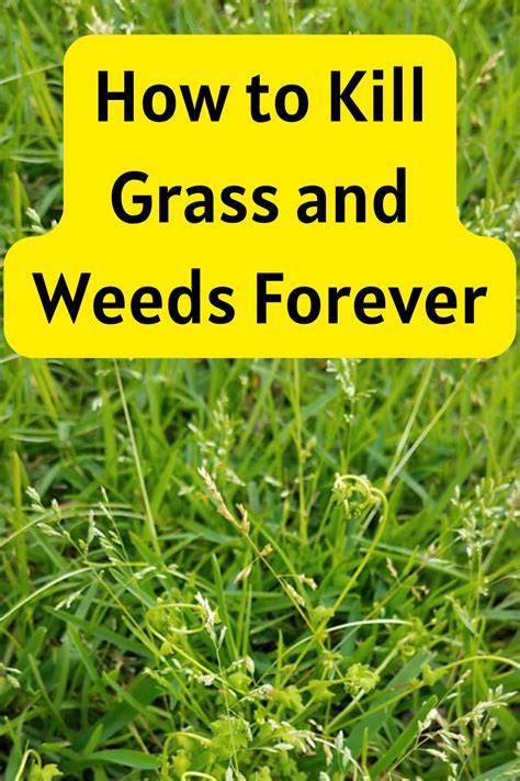Kill grass & smother weeds with cardboard/newspaper - raincitystudios.com