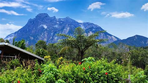 Kinabalu Park | Flora & Fauna - The Official Sabah Parks Website - raincitystudios.com