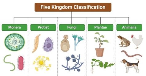 Kingdom (biology) - muktibox.com
