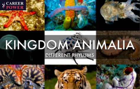 Kingdom Animalia - Different Phylum, Classification, … - muktibox.com