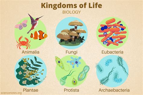 Kingdoms of Life in Biology - Science Notes and Projects - muktibox.com