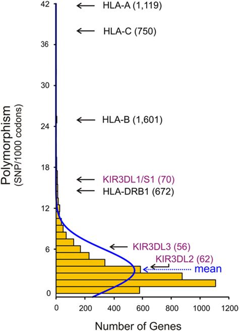 KIR3DL1 is a polymorphic