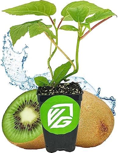 KIWI LIVE mata berbinar & gadis panas fitur fast forward daftar gratis agar cepat ngetop Kunjungi kategori lain cerita dewasa bulan ini image 1