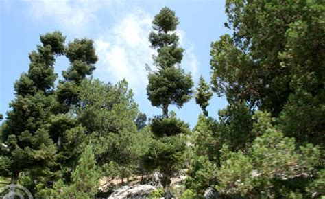 KIZILÇAM EGE ORMAN.