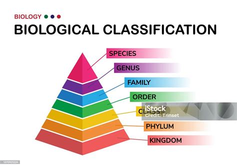 Klasifikasi biologis - Wikipedia bahasa Indonesia, … - muktibox.com
