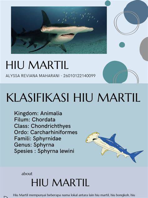 Klasifikasi dan Habitat Hiu Martil | PDF | Griya & Taman … - raincitystudios.com
