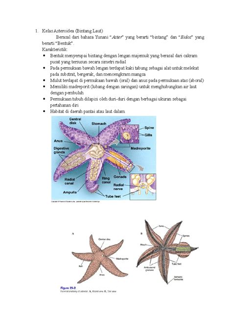 Klasifikasi dan Morfologi Asterias sp. | PDF | Ilmu … - wintechmobiles.com