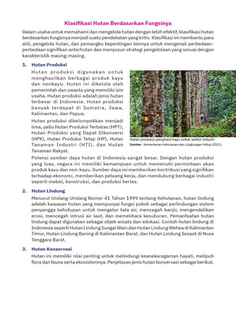 Klasifikasi Dan Sebaran Hutan Di Indonesia Berdasarkan Fungsinya - raincitystudios.com