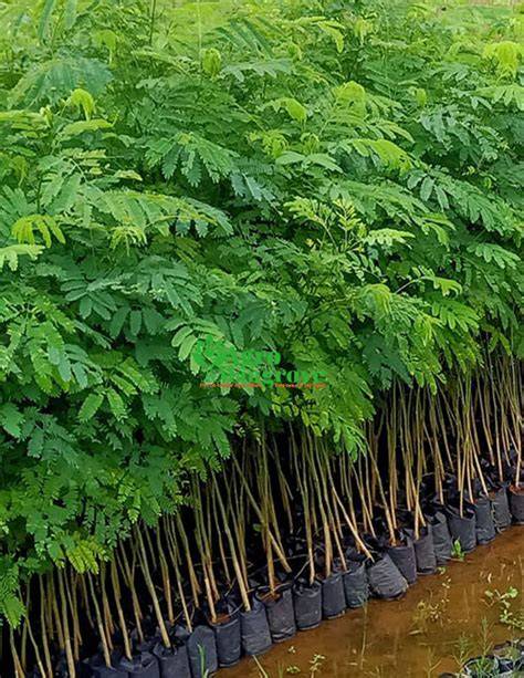 Klasifikasi Tanaman Sengon Buto - raincitystudios.com