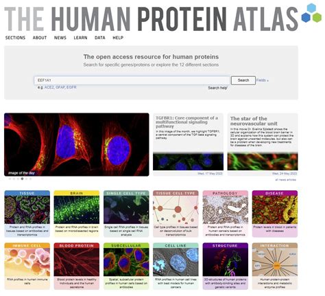 KLRD1 protein expression summary - The Human Protein Atlas