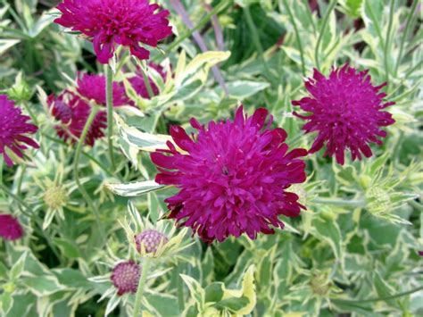 KNAUTIA Thunder & Lightning PP21437 Millcreek Gardens Plant …